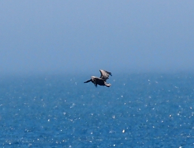 [The wings of this bird above the sparkling water appear dappled (light and dark grey spots). The bird's long beak is clearly visible in front of its bent wings.]